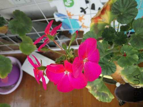 IMG_20160419_150836.jpg
