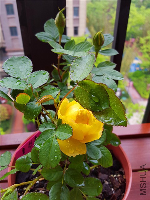 20160416_01.jpg