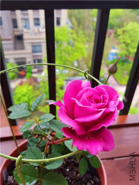 20160416_02.jpg