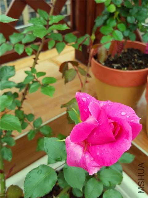 20160416_04.jpg