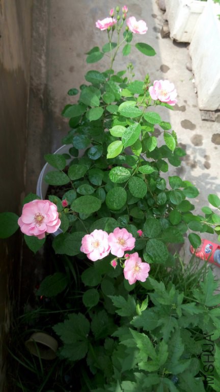 P60411-144738_432x768.jpg