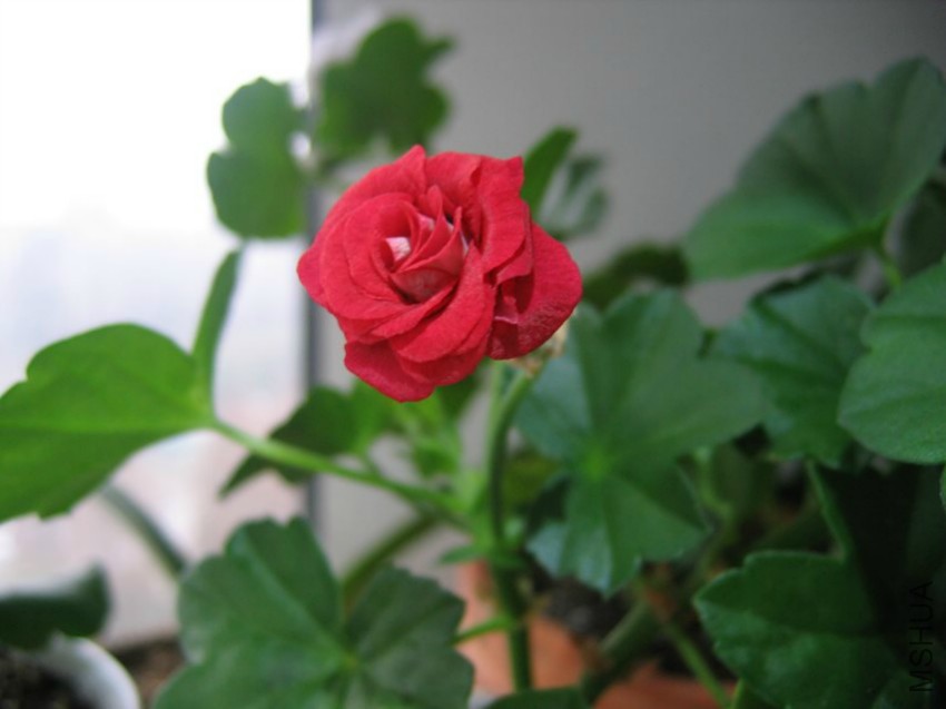 psb (2).jpg