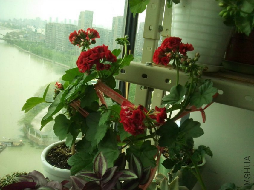 psb (20).jpg