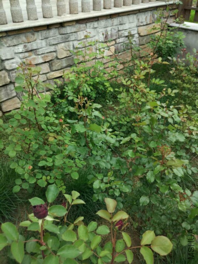 QQͼƬ20160420105016.jpg