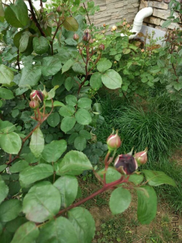 QQͼƬ20160420105118.jpg