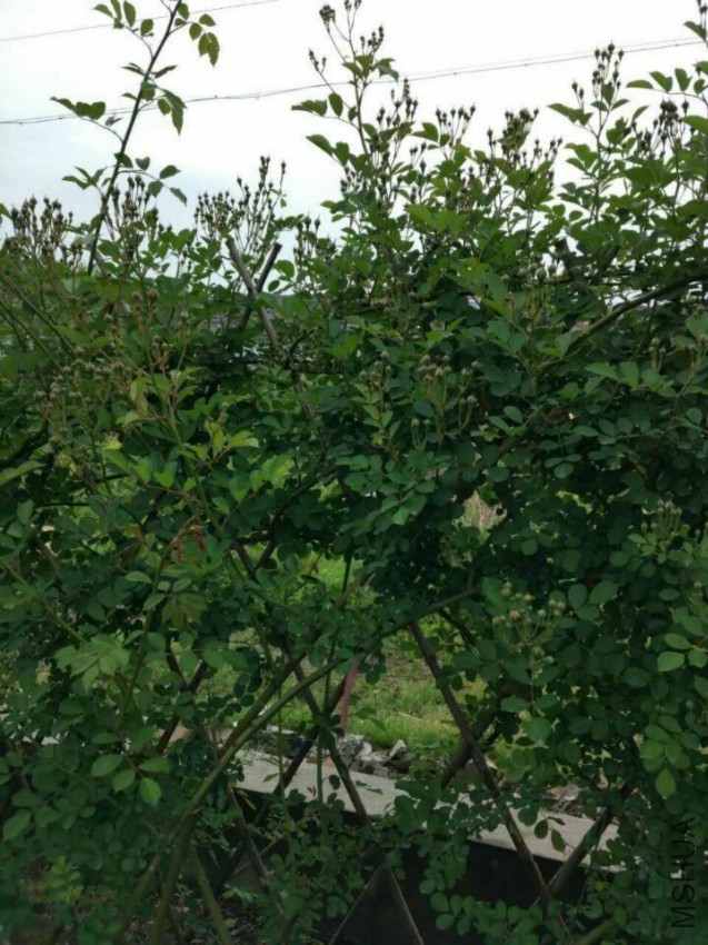 QQͼƬ20160420105037.jpg
