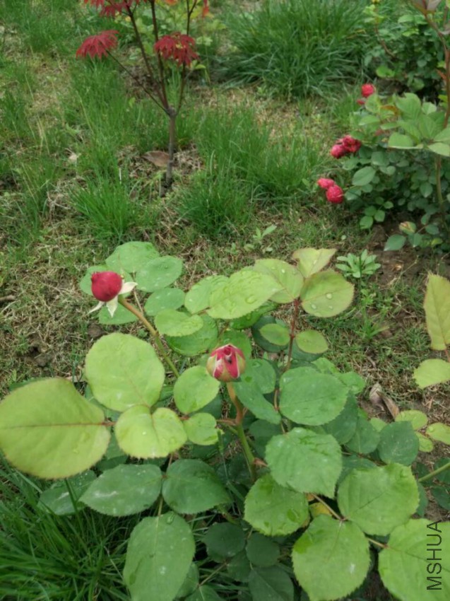 QQͼƬ20160420105124.jpg