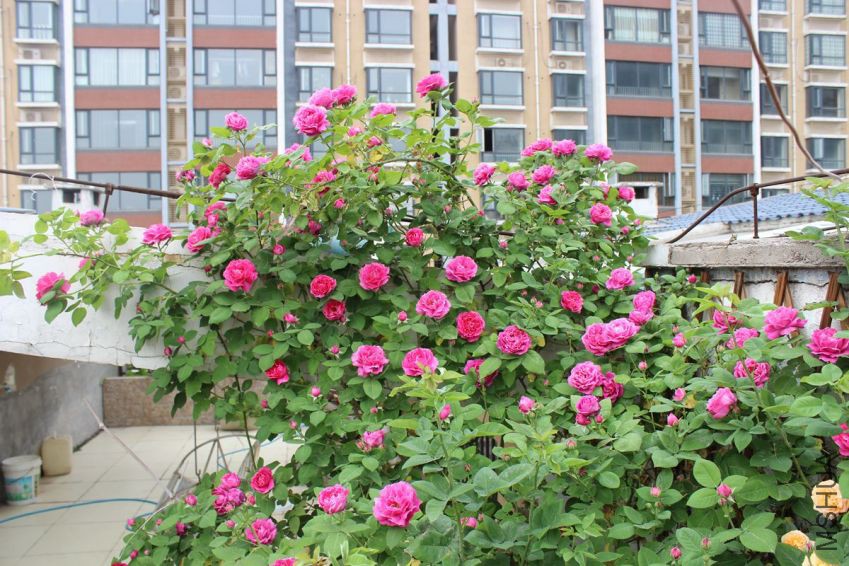 175035o57220drdldelttc.jpg