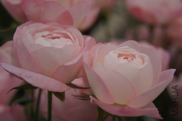 ��ݮ���ʱ�