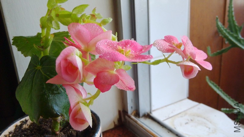 20160403_48.jpg