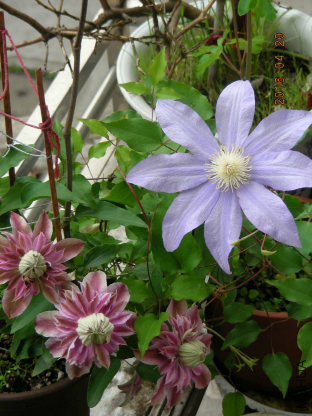 DSCN6812.jpg