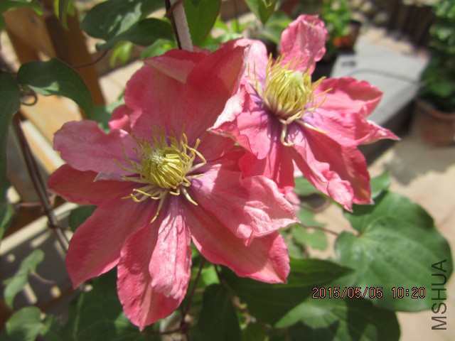 IMG_8410.JPG