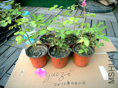 RIMG0334.jpg
