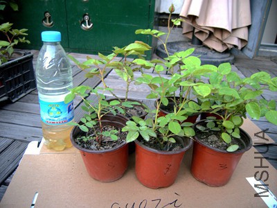 RIMG0339.jpg