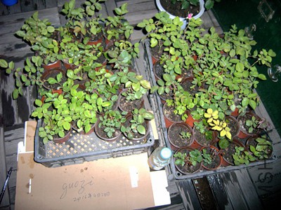 RIMG0347.jpg