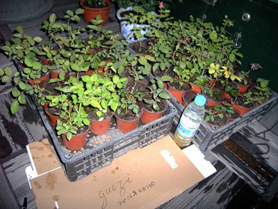 RIMG0348.jpg