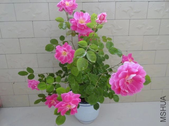 psb (25).jpg