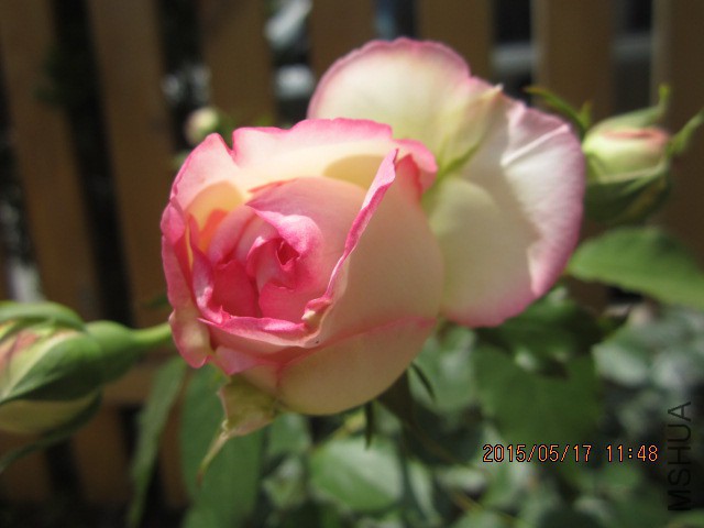 IMG_8927.JPG