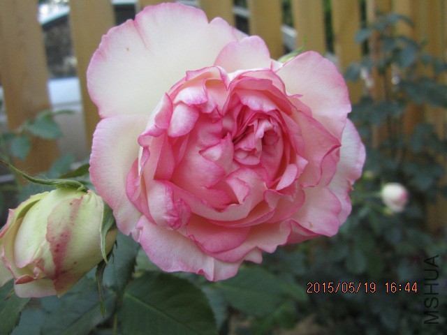 IMG_**.JPG