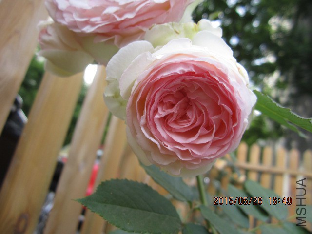 IMG_9253.JPG