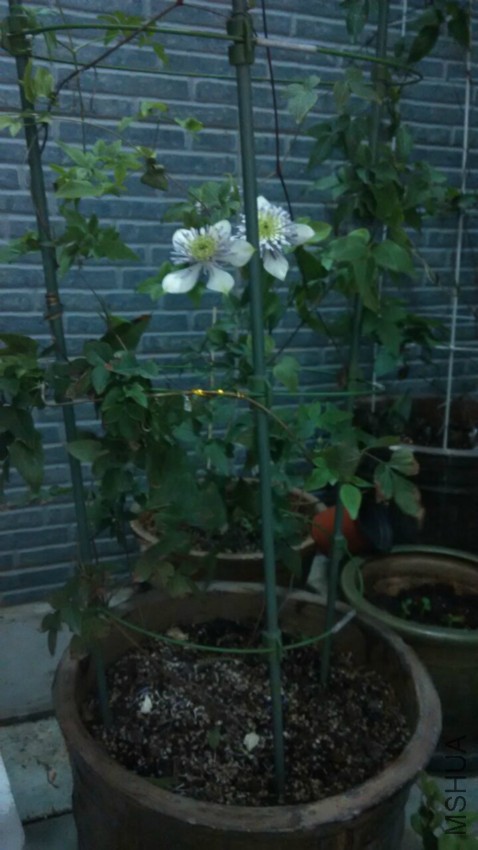 QQͼƬ20160421023905.jpg