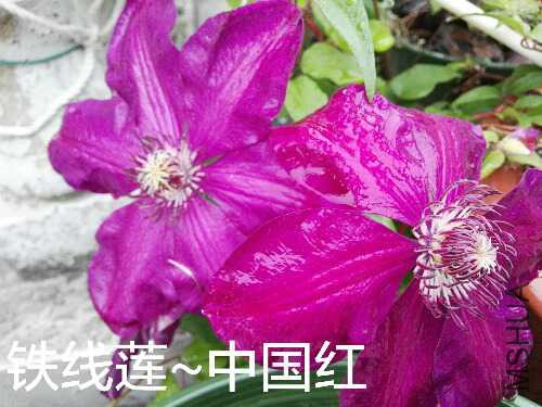 IMG_20160420_171713.jpg