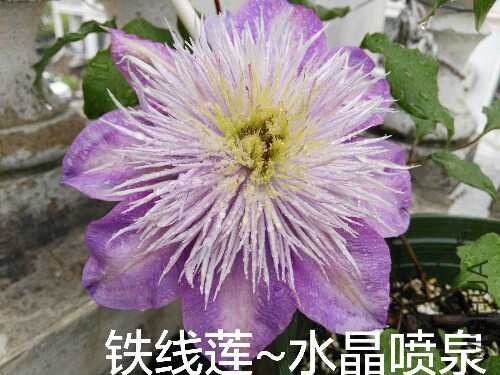 IMG_20160420_171047.jpg