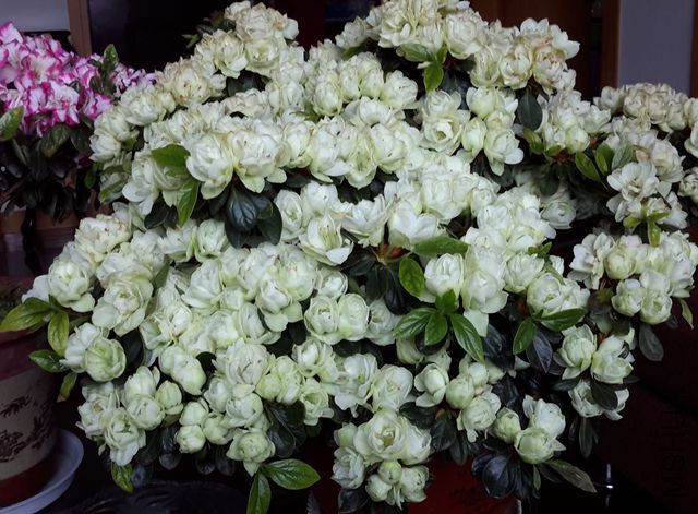 20160421_084309_����.jpg