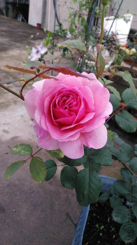 IMG_20160420_165216.jpg
