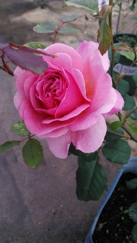 IMG_20160420_165251.jpg