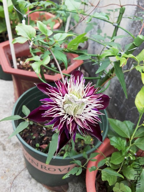 ͼƬ43.jpg