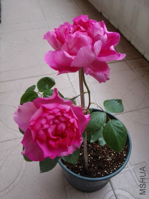 IMG_20160420_073632.jpg