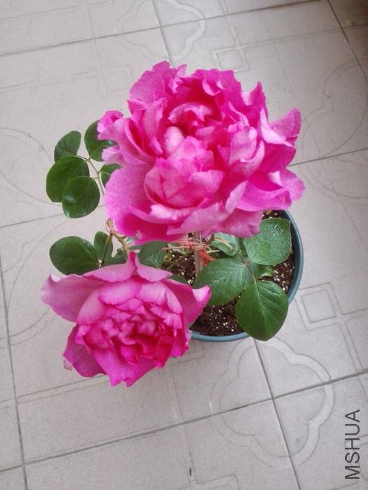 IMG_20160420_073639.jpg