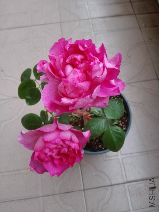 IMG_20160420_073715.jpg