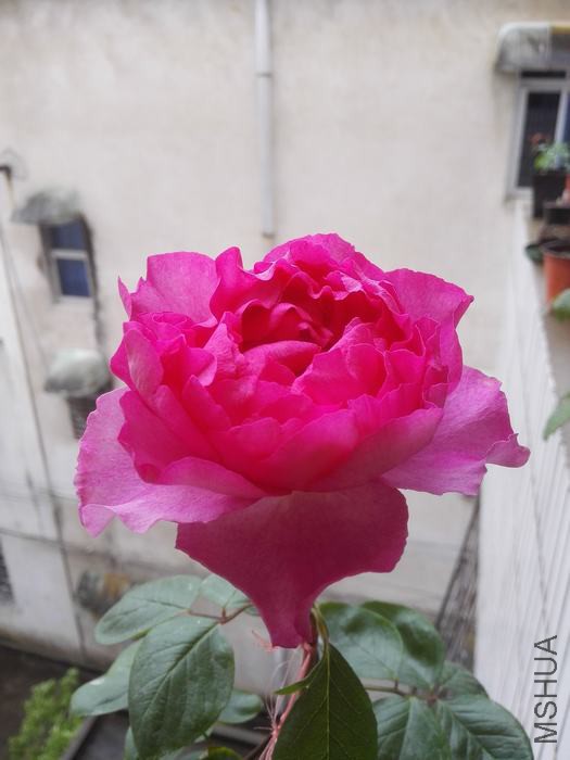 IMG_20160420_140915.jpg