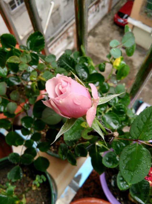 IMG_20160415_090657.jpg