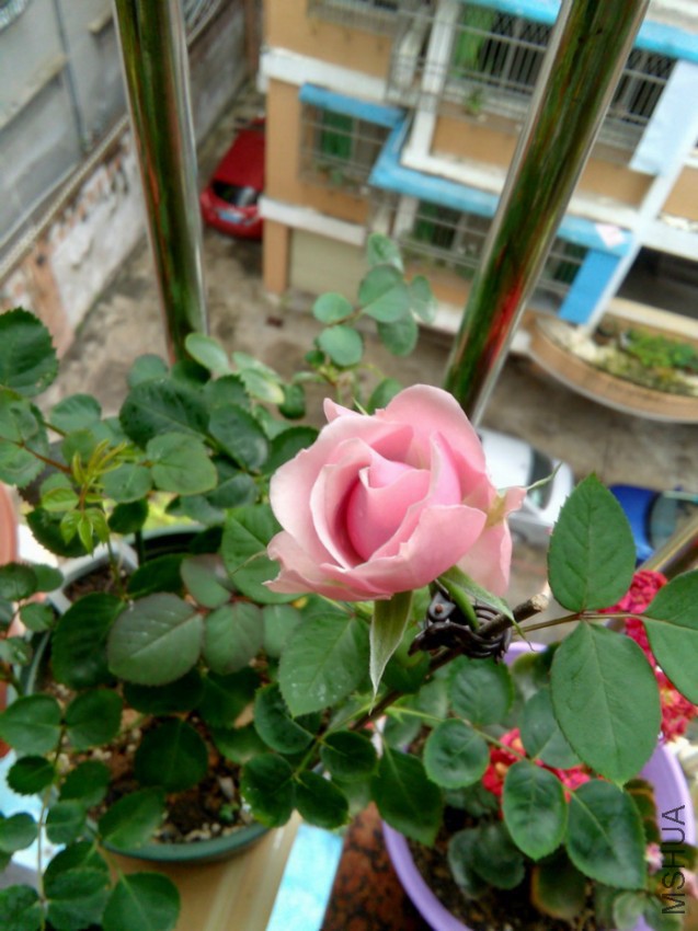 IMG_20160416_085230.jpg