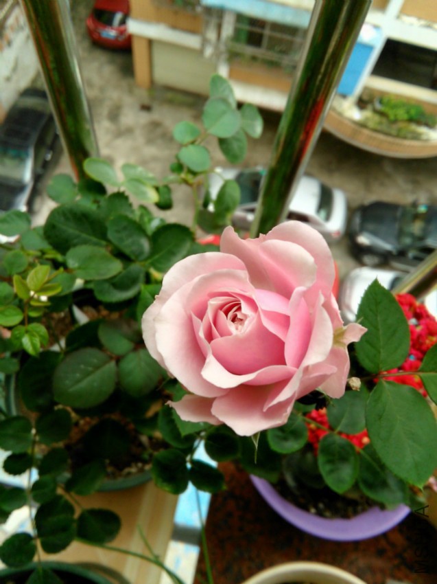IMG_20160417_091657.jpg