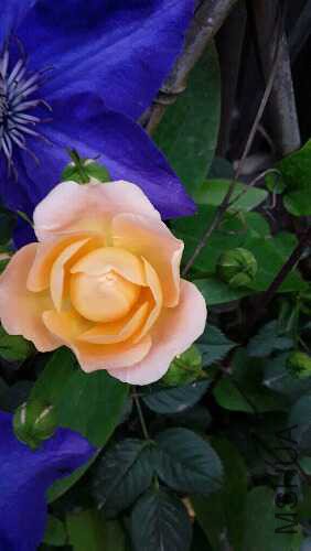 20160419_080252.jpg