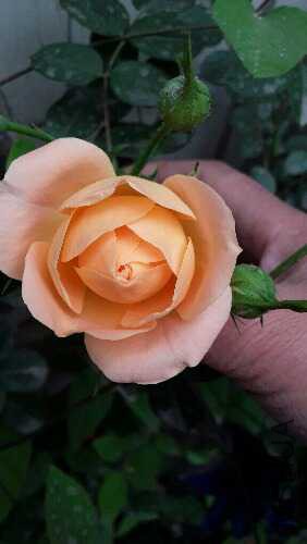 20160415_084012.jpg
