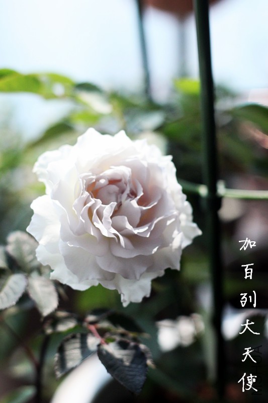 IMG_8391_����.jpg