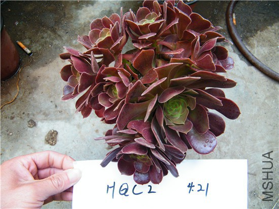 DSCF8601.jpg