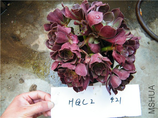 DSCF8603.jpg