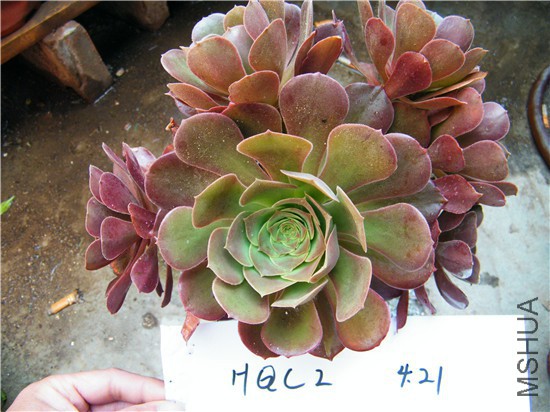 DSCF8604.jpg