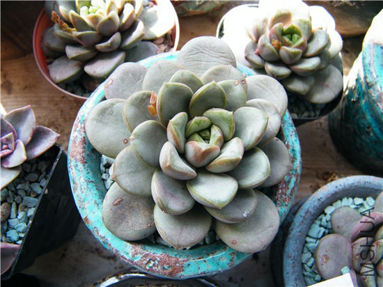 DSCF8616.jpg