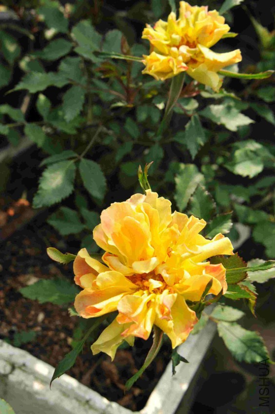 DSC_9323_����.jpg