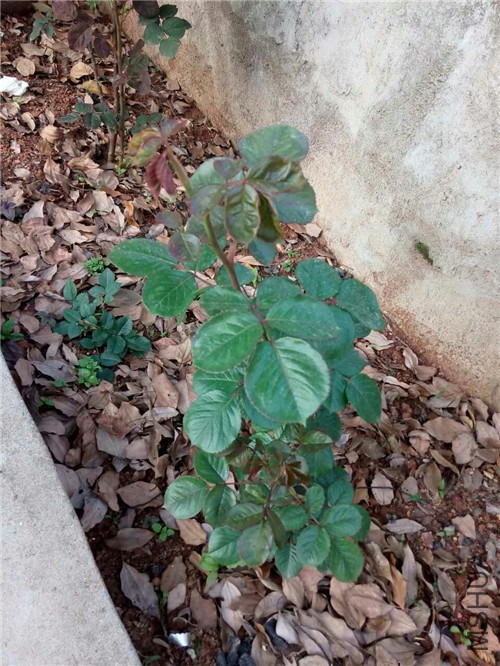 20160413-12.jpg