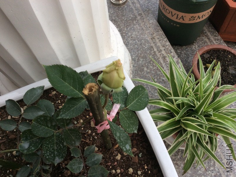 �Ӱ��д���ʹ����