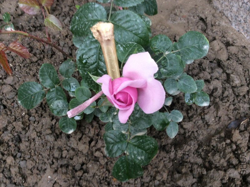 ��ɫ��ջ���