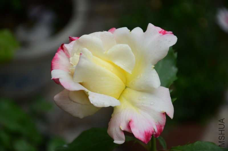 DSC_3897.JPG